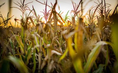 Sürdürülebilir Tarım Uygulamaları