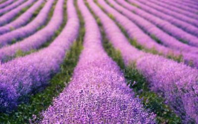 Kuraklığa dayanıklı bitki türleri ve yetiştirme teknikleri